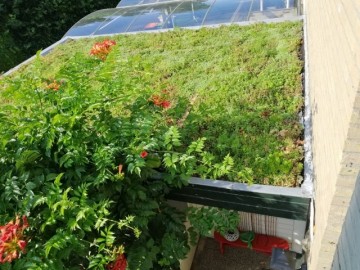 Sedum op schuur klein